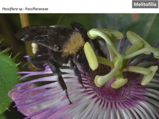 Melitofilia
Passiflora sp - Passifloraceae
 