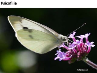 Psicofilia
Asteraceae
 
