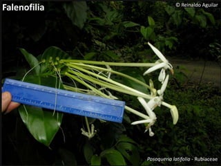 Falenofilia © Reinaldo Aguilar
Posoqueria latifolia - Rubiaceae
 