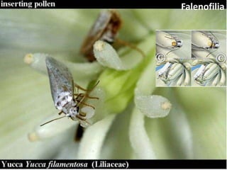 Falenofilia
 
