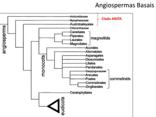Angiospermas Basais
Clado ANITA
 