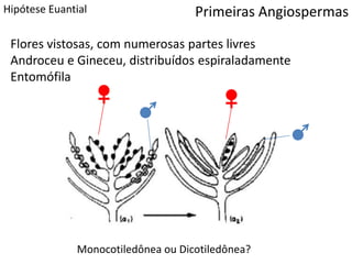 Hipótese Euantial
Flores vistosas, com numerosas partes livres
Androceu e Gineceu, distribuídos espiraladamente
Entomófila
Primeiras Angiospermas
Monocotiledônea ou Dicotiledônea?
 