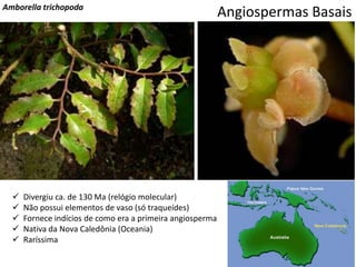 Angiospermas BasaisAmborella trichopoda
 Divergiu ca. de 130 Ma (relógio molecular)
 Não possui elementos de vaso (só traqueídes)
 Fornece indícios de como era a primeira angiosperma
 Nativa da Nova Caledônia (Oceania)
 Raríssima
 