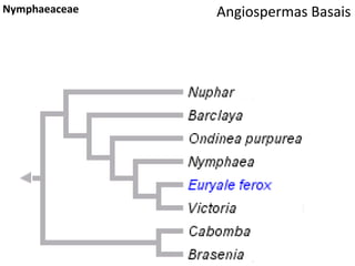 Angiospermas BasaisNymphaeaceae
 