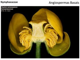 Angiospermas BasaisNymphaeaceae
 