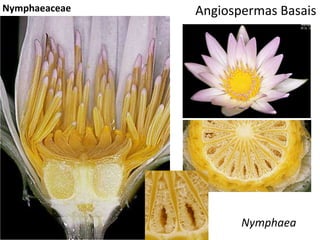 Angiospermas BasaisNymphaeaceae
Nymphaea
 