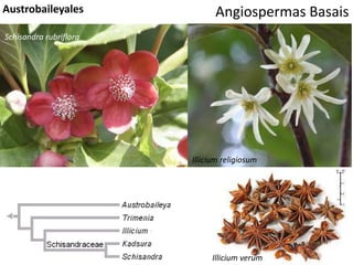 Angiospermas BasaisAustrobaileyales
Illicium religiosum
Schisandra rubriflora
Illicium verum
 