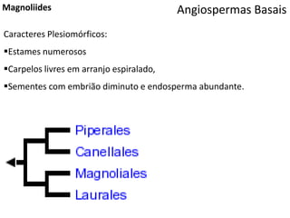Angiospermas BasaisMagnoliides
Caracteres Plesiomórficos:
Estames numerosos
Carpelos livres em arranjo espiralado,
Sementes com embrião diminuto e endosperma abundante.
 