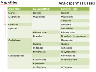 Angiospermas BasaisMagnoliides
APG II (2003) Cronquist (1988) Dahlgreen (1980)
Laurales Laurales Laurales
Magnoliales Magnoliales Magnoliales
Annonales
Canellales Winterales
Piperales Lactoridales
Aristolochiales Aristolochiales
Piperales Piperales in Nymphaenae
Clados basais Chlorantales
Illiciales Illiciales
In Rosidae Rafflesiales
Nymphaeales In Nymphaenae
Eudicotiledônea Nelumbonales
Ranunculales In Ranunculanae
Papaverales
In Dilleniidae In Theanae
 
