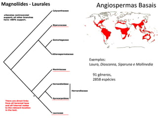 Angiospermas BasaisMagnoliides - Laurales
Exemplos:
Louro, Dioscorea, Siparuna e Mollinedia
91 gêneros,
2858 espécies
 