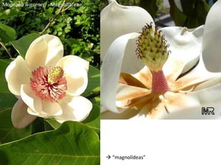 Magnolia wieseneri - Magnoliaceae
 “magnolídeas”
 