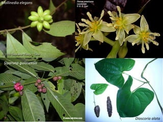 Mollinedia elegans
Siparuna guianensis
Dioscoria alata
 