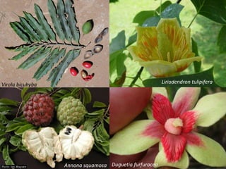 Virola bicuhyba Liriodendron tulipifera
Annona squamosa Duguetia furfuracea
 