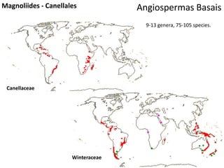 Angiospermas BasaisMagnoliides - Canellales
Winteraceae
Canellaceae
9-13 genera, 75-105 species.
 
