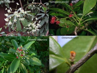 Drimys winter
Cinnamodendron
Canella winterana
Takhtajania perrieri
 