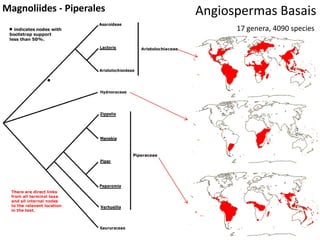 Angiospermas BasaisMagnoliides - Piperales
17 genera, 4090 species
 
