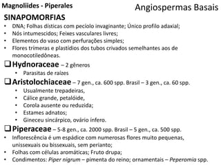 Angiospermas BasaisMagnoliides - Piperales
SINAPOMORFIAS
• DNA; Folhas dísticas com pecíolo invaginante; Único profilo adaxial;
• Nós intumescidos; Feixes vasculares livres;
• Elementos do vaso com perfurações simples;
• Flores trímeras e plastídios dos tubos crivados semelhantes aos de
monocotiledôneas.
Hydnoraceae – 2 gêneros
• Parasitas de raízes
Aristolochiaceae – 7 gen., ca. 600 spp. Brasil – 3 gen., ca. 60 spp.
• Usualmente trepadeiras,
• Cálice grande, petalóide,
• Corola ausente ou reduzida;
• Estames adnatos;
• Gineceu sincárpico, ovário ínfero.
Piperaceae – 5-8 gen., ca. 2000 spp. Brasil – 5 gen., ca. 500 spp.
• Inflorescência é um espádice com numerosas flores muito pequenas,
unissexuais ou bissexuais, sem perianto;
• Folhas com células aromáticas; Fruto drupa;
• Condimentos: Piper nigrum – pimenta do reino; ornamentais – Peperomia spp.
 