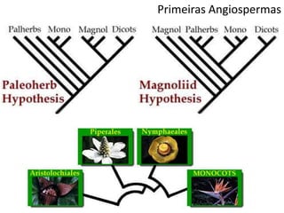 Primeiras Angiospermas
 