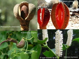 Aristolochia ringens
Prosopanche americana
Hydnora africana
© José Vicente da Silva Ottonia martiana
 