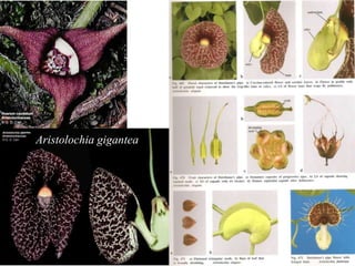 Aristolochia gigantea
 
