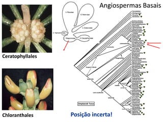 Angiospermas Basais
Posição incerta!
Ceratophyllales
Chloranthales
 