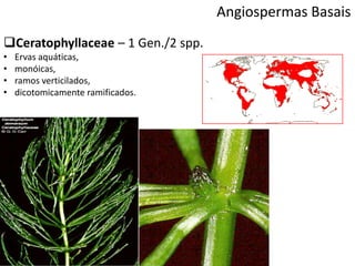 Angiospermas Basais
Ceratophyllaceae – 1 Gen./2 spp.
• Ervas aquáticas,
• monóicas,
• ramos verticilados,
• dicotomicamente ramificados.
 