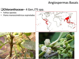 Angiospermas Basais
Chloranthaceae– 4 Gen./75 spp.
• Folhas opostas
• Flores monossimétricas espiraladas
Hedyosmum sp.
 