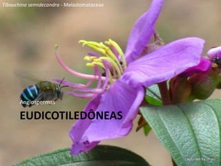 EUDICOTILEDÔNEAS
Angiospermas
Tibouchina semidecandra - Melastomataceae
 