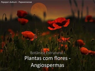 Plantas com flores -
Angiospermas
Botânica Estrutural I
Papaper dubium - Papaveraceae
 