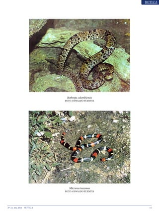 11N° 33, Año 2015
Bothrops colombiensis
FOTO: OSWALDO FUENTES
Micrurus isozonus
FOTO: OSWALDO FUENTES
 