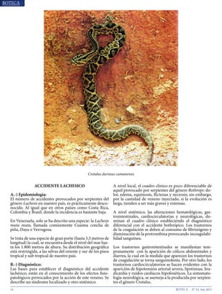 14 N° 33, Año 2015
Crotalus durissus cumanensis
ACCIDENTE LACHESICO
A.-) Epidemiología:
El número de accidentes provocados por serpientes del
género Lachesis en nuestro país, es prácticamente desco-
nocido. Al igual que en otros países como Costa Rica,
Colombia y Brasil, donde la­incidencia es bastante baja.
En Venezuela, solo se ha descrito una especie: la Lachesis
muta muta, llamada comúnmente Cuaima concha de
piña, Daya o Verrugosa.
Se trata de una especie de gran porte (hasta 3,5 metros de
longitud) la cual, se encuentra desde el nivel del mar has-
ta los 1.800 metros de altura. Su distribución geográfica
está restringida, a las selvas del oriente y sur de los pisos
tropical y sub tropical de nuestro país.
B.-) Diagnóstico:
Las bases para establecer el diagnóstico del accidente
lachésico, están en el conocimiento de los efectos fisio-
patológicos provocados por la acción de este veneno. Se
describe un síndrome localizado y otro sistémico.
A nivel local, el cuadro clínico es poco diferenciable de
aquel provocado por serpientes del género Bothrops: do-
lor, edema, equímosis, flictenas y necrosis; sin embargo,
por la cantidad de veneno inyectado, si la evolución es
larga, tienden a ser más graves y extensas.
A nivel sistémico, las alteraciones hematológicas, gas-
trointestinales, cardiocirculatorias y neurológicas, do-
minan el cuadro clínico estableciendo el diagnóstico
diferencial con el accidente bothrópico. Los trastornos
de la coagulación se deben al consumo de fibrinógeno y
disminución de la protrombina provocando incoagulabi-
lidad sanguínea.
Los trastornos gastrointestinales se manifiestan tem-
pranamente con la aparición de cólicos abdominales y
diarrea, la cual en la medida que aparecen los trastornos
de coagulación se torna sanguinolenta. Por otro lado, los
trastornos cardiocirculatorios se hacen evidentes con la
aparición de hipotensión arterial severa, lipotimias, bra-
dicardia y ruidos cardíacos hipofonéticos. La sintomato-
logía neurológica, se asemeja a la producida por serpien-
tes el género Crotalus,
 