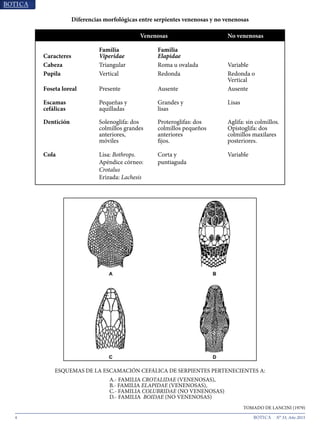 4 N° 33, Año 2015
ESQUEMAS DE LA ESCAMACIÓN CEFÁLICA DE SERPIENTES PERTENECIENTES A:
					A.- FAMILIA CROTALIDAE (VENENOSAS),
					B.- FAMILIA ELAPIDAE (VENENOSAS),
					C.- FAMILIA COLUBRIDAE (NO VENENOSAS)
					D.- FAMILIA BOIDAE (NO VENENOSAS)
	 				
TOMADO DE LANCINI (1979)
Diferencias morfológicas entre serpientes venenosas y no venenosas
Venenosas No venenosas
Caracteres
Familia
Viperidae
Familia
Elapidae
Cabeza Triangular Roma u ovalada Variable
Pupila Vertical Redonda Redonda o
Vertical
Foseta loreal Presente Ausente Ausente
Escamas
cefálicas
Pequeñas y
aquilladas
Grandes y
lisas
Lisas
Dentición Solenoglifa: dos
colmillos grandes
anteriores,
móviles
Proteroglifas: dos
colmillos pequeños
anteriores
fijos.
Aglifa: sin colmillos.
Opistoglifa: dos
colmillos maxilares
posteriores.
Cola Lisa: Bothrops.
Apéndice córneo:
Crotalus
Erizada: Lachesis
Corta y
puntiaguda
Variable
 
