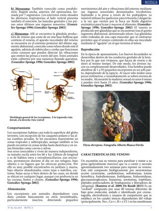 3N° 46, Año 2015
b) Mesosoma: También conocido como preabdo-
men. Región ancha, anterior, del opistosoma, for-
mada por 7 segmentos. Los esternitos están situados
las aberturas respiratorias; el lado ventral presenta
también el esternón, las lamedas genitales y los pei-
nes estos últimos son órganos sensorios. (Gonzá-
lez-Sponga 1996; González-Sponga 2002)
c) Metasoma: Allí se encuentra la glándula produc-
tora de veneno que costa de en una base bulbosa que
contiene el veneno, el aparato inoculador del veneno
se encuentra en el extremo posterior del último seg-
mento abdominal, conocido como telson donde está el
aguijón, además de tubérculos y cerdas que funcionan
como censores que pueden detectar las vibraciones
que emiten las presas a través del aire. Estos animales
están cubiertos por una sustancia llamada queratina.
(González-Sponga 1996; González-Sponga 2002)
Comportamiento
Los escorpiones habitan casi toda la superficie del globo
terrestre, con excepción de los casquetes polares y las al-
tas cumbres nevadas. Se los encuentra mayormente en
zonas tropicales y subtropicales, aunque también se los
puede encontrar en zonas áridas hasta desérticas y en zo-
nas húmedas como cuevas y selvas.
Son seres insociables y viven de manera independiente,
su tamaño oscila entre los 60 y los 120mm de longitud
y es de hábitos intra y extradomiciliarios, son noctur-
nos, permanecen durante el día en sus refugios, bajo
objetos o en lugares que les ofrezcan protección. Por
ello es muy posible encontrarlos en jardines y muros,
bajo objetos abandonados como tejas o ladrillos, car-
tones, hojas secas o bien dentro de las casas, en donde
se ubican en cualquier lugar, aunque con preferencia en
las cocinas, baños y closets. (González-Sponga 1996;
González-Sponga 2002)
Alimentación
Los escorpiones son animales depredadores cuya
dieta consiste básicamente en otros invertebrados,
particularmente insectos, detectando pequeños
movimientos del aire y vibraciones del entorno mediante
sus órganos sensoriales denominados tricobotrios.
Sujetando a la presa a través de los pedopalpos, ya
inmóvil utilizan los quelíceros para triturarla y desgarrar,
a la vez que vierten por la boca un fluido digestivo
enzimático para licuar y macerar el alimento. (González-
Sponga 1996; González-Sponga 2002) El veneno es
producido por glándulas que se encuentran tras el quinto
segmento abdominal, denominado telson. Las glándulas
están rodeadas de una capa muscular que al contraerse
permiten que el veneno contenido en ellas sea inoculado
mediante el “aguijón” en el que termina el telson.
Reproducción
En la época de apareamiento, Los huevos fecundados se
desarrollan dentro de los conductos genitales de la hem-
bra por lo que son viviperos, que hacen de ovario y de
útero al mismo tiempo. De este modo, los jóvenes na-
cen ya completamente desarrollados. Una hembra puede
alumbrar de 1 a 95 pequeños escorpiones en un solo par-
to, dependiendo de la especie. Al nacer sólo miden unos
pocos milímetros, e inmediatamente se suben encima de
su madre. Alcanzarán la madurez sexual en unos 6 meses
y pueden vivir hasta 25 años. (González-Sponga 1996;
González-Sponga 2002)
CARACTERISTICAS DEL VENENO
Un escorpión usa su veneno para paralizar y matar a su
presa (generalmente insectos) que va a comer y necesita
aproximadamente tres semanas para reponer su veneno.
Este está compuesto biológicamente por neurotoxinas
acción curarizante, cardiotoxinas, nefrotoxinas, toxina
hemolítica, fosfodiesterasas, fosfolipasas, hialuronidasas,
glucosaminoglicanos, histamina, serotonina, triptófano,
péptidos potenciadores de bradiquinina y liberadores de
citoquinas. (Ramírez et al. 2009; De Roodt 2015) Es un
“cocktail” compuesto por unas 80 toxinas diferentes de
bajo peso molecular, aislado e identificado por croma-
tografía, electroforesis y ensayos de competición que se
establece en los canales iónicos dependientes del voltaje
(principalmente, Na+, Ca++, K+ y Cl-) en las membranas
Morfología general de los escorpiones. A la izquierda vista
dorsal, a la derecha vista ventral
Tityus dicrepans, Fotografía Alberto Blanco Dávila
 