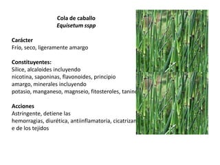 Cola de caballo
Equisetum sspp
Carácter
Frío, seco, ligeramente amargo
Constituyentes:
Sílice, alcaloides incluyendo
nicotina, saponinas, flavonoides, principio
amargo, minerales incluyendo
potasio, manganeso, magnseio, fitosteroles, taninos
Acciones
Astringente, detiene las
hemorragias, diurética, antiinflamatoria, cicatrizant
e de los tejidos

 