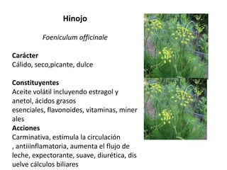 Hinojo
Foeniculum officinale
Carácter
Cálido, seco,picante, dulce
Constituyentes
Aceite volátil incluyendo estragol y
anetol, ácidos grasos
esenciales, flavonoides, vitaminas, miner
ales
Acciones
Carminativa, estimula la circulación
, antiiinflamatoria, aumenta el flujo de
leche, expectorante, suave, diurética, dis
uelve cálculos biliares

 
