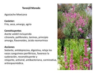 Toronjil Morado
Agastache Mexicana
Carácter:
Frío, seco, amargo, agrio
Constituyentes
Aceite volátil incluyendo
citronela, polifenoles, taninos, principio
amargo, flavonoides, ácido rosmarínico
Acciones
Sedante, antidepresiva, digestiva, relaja los
vasos sanguíneos periféricos, favorece la
sudoración, reconstituyente y
relajante, antiviral, antibacteriana, carminativa,
antiespasmódica.

 
