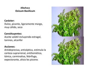 Albahaca

Ocicum Basilicum

Carácter:
Dulce, picante, ligeramente margo,
muy cálido, seco
Constituyentes:
Aceite volátil incluyendo estragol,
taninos, alcanfor
Acciones:
Antidepresiva, antiséptica, estimula la
corteza suprarrenal, entihemética,
tónica, carminativa, febrífuga,
expectorante, alivia los picores

 