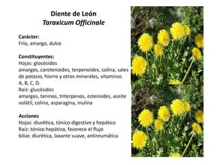 Diente de León
Taraxicum Officinale
Carácter:
Frío, amargo, dulce
Constituyentes:
Hojas: glocósidos
amargos, carotenoides, terpenoides, colina, sales
de potasio, hierro y otros minerales, vitaminas
A, B, C, D.
Raíz: glucósidos
amargos, taninos, triterpenos, esteroides, aceite
volátil, colina, asparagina, inulina

Acciones
Hojas: diurética, tónico digestivo y hepático
Raíz: tónico hepático, favorece el flujo
biliar, diurética, laxante suave, antireumática

 