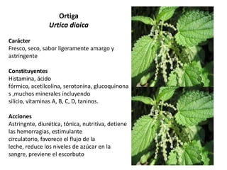 Ortiga
Urtica dioica
Carácter
Fresco, seco, sabor ligeramente amargo y
astringente

Constituyentes
Histamina, ácido
fórmico, acetilcolina, serotonina, glucoquinona
s ,muchos minerales incluyendo
silicio, vitaminas A, B, C, D, taninos.
Acciones
Astringnte, diurética, tónica, nutritiva, detiene
las hemorragias, estimulante
circulatorio, favorece el flujo de la
leche, reduce los niveles de azúcar en la
sangre, previene el escorbuto

 