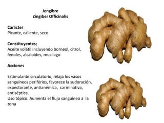 Jengibre
Zingiber Officinalis
Carácter
Picante, caliente, seco
Constituyentes;
Aceite volátil incluyendo borneol, citrol,
fenoles, alcaloides, mucílago
Acciones
Estimulante circulatorio, relaja los vasos
sanguíneos periférios, favorece la sudoración,
expectorante, antianémica, carminativa,
antiséptica.
Uso tópico: Aumenta el flujo sanguíneo a la
zona

 