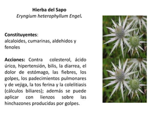 Hierba del Sapo
Eryngium heterophyllum Engel.

Constituyentes:
alcaloides, cumarinas, aldehidos y
fenoles
Acciones: Contra colesterol, ácido
úrico, hipertensión, bilis, la diarrea, el
dolor de estómago, las fiebres, los
golpes, los padecimientos pulmonares
y de vejiga, la tos ferina y la colelitiasis
(cálculos biliares); además se puede
aplicar con lienzos sobre las
hinchazones producidas por golpes.

 