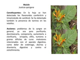 Muicle
Justicia spicigera
Constituyentes: En la hoja se han
detectado los flavonoides camferitrín y
triramnósido de camferol. Se ha detectado
también la presencia de taninos en los
retoños.

Acciones: problemas de la sangre en
general, ya sea para purificarla,
desintoxicarla, componerla, aumentarla o
clarificarla, erisipela, sífilis, tumores o
granos difíciles de curar. malestares
relacionados con el aparato digestivo,
como dolor de estómago, diarrea y
disentería, digestivo y contra el
estreñimiento.

 