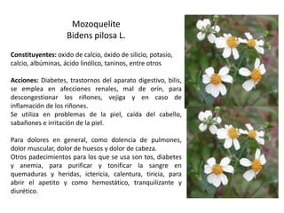 Mozoquelite
Bidens pilosa L.
Constituyentes: oxido de calcio, óxido de silicio, potasio,
calcio, albúminas, ácido linólico, taninos, entre otros
Acciones: Diabetes, trastornos del aparato digestivo, bilis,
se emplea en afecciones renales, mal de orín, para
descongestionar los riñones, vejiga y en caso de
inflamación de los riñones.
Se utiliza en problemas de la piel, caída del cabello,
sabañones e irritación de la piel.
Para dolores en general, como dolencia de pulmones,
dolor muscular, dolor de huesos y dolor de cabeza.
Otros padecimientos para los que se usa son tos, diabetes
y anemia, para purificar y tonificar la sangre en
quemaduras y heridas, ictericia, calentura, tiricia, para
abrir el apetito y como hemostático, tranquilizante y
diurético.

 