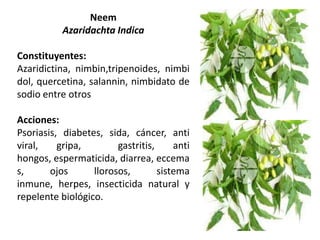 Neem
Azaridachta Indica
Constituyentes:
Azaridictina, nimbin,tripenoides, nimbi
dol, quercetina, salannin, nimbidato de
sodio entre otros
Acciones:
Psoriasis, diabetes, sida, cáncer, anti
viral,
gripa,
gastritis,
anti
hongos, espermaticida, diarrea, eccema
s,
ojos
llorosos,
sistema
inmune, herpes, insecticida natural y
repelente biológico.

 