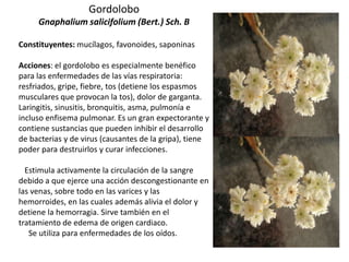 Gordolobo
Gnaphalium salicifolium (Bert.) Sch. B
Constituyentes: mucílagos, favonoides, saponinas
Acciones: el gordolobo es especialmente benéfico
para las enfermedades de las vías respiratoria:
resfriados, gripe, fiebre, tos (detiene los espasmos
musculares que provocan la tos), dolor de garganta.
Laringitis, sinusitis, bronquitis, asma, pulmonía e
incluso enfisema pulmonar. Es un gran expectorante y
contiene sustancias que pueden inhibir el desarrollo
de bacterias y de virus (causantes de la gripa), tiene
poder para destruirlos y curar infecciones.
Estimula activamente la circulación de la sangre
debido a que ejerce una acción descongestionante en
las venas, sobre todo en las varices y las
hemorroides, en las cuales además alivia el dolor y
detiene la hemorragia. Sirve también en el
tratamiento de edema de origen cardiaco.
Se utiliza para enfermedades de los oídos.

 