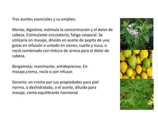 Tres aceites esenciales y su empleo:

Menta; digestivo, estimula la concentración y el dolor de
cabeza. Estimulante circulatorio, fatiga corporal. Se
utilizaría en masaje, diluído en aceite de pepita de uva;
gotas en infusión o untado en sienes, cuello y nuca, o
roció combinado con tintura de árnica para el dolor de
cabeza.
Bergamota; reanimante, antidepresivo. En
masaje,crema, rocio o con infusor.
Geranio: en crema por sus propiedades para piel
norma, o deshidratada, o el aceite, diluido para
masaje, como equilibrante hormonal

 