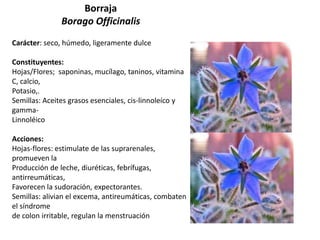 Borraja
Borago Officinalis
Carácter: seco, húmedo, ligeramente dulce
Constituyentes:
Hojas/Flores; saponinas, mucílago, taninos, vitamina
C, calcio,
Potasio,.
Semillas: Aceites grasos esenciales, cis-linnoleíco y
gammaLinnoléico

Acciones:
Hojas-flores: estimulate de las suprarenales,
promueven la
Producción de leche, diuréticas, febrífugas,
antirreumáticas,
Favorecen la sudoración, expectorantes.
Semillas: alivian el excema, antireumáticas, combaten
el síndrome
de colon irritable, regulan la menstruación

 