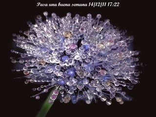 Pasa una buena semana  14/12/11   17:06 