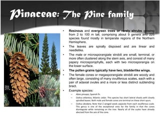 Pinaceae Genera Gymnosperms- Coniferophyta (A BOTLEC-160 Presentation by Al-John Ahmad ...