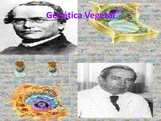 Genética Vegetal